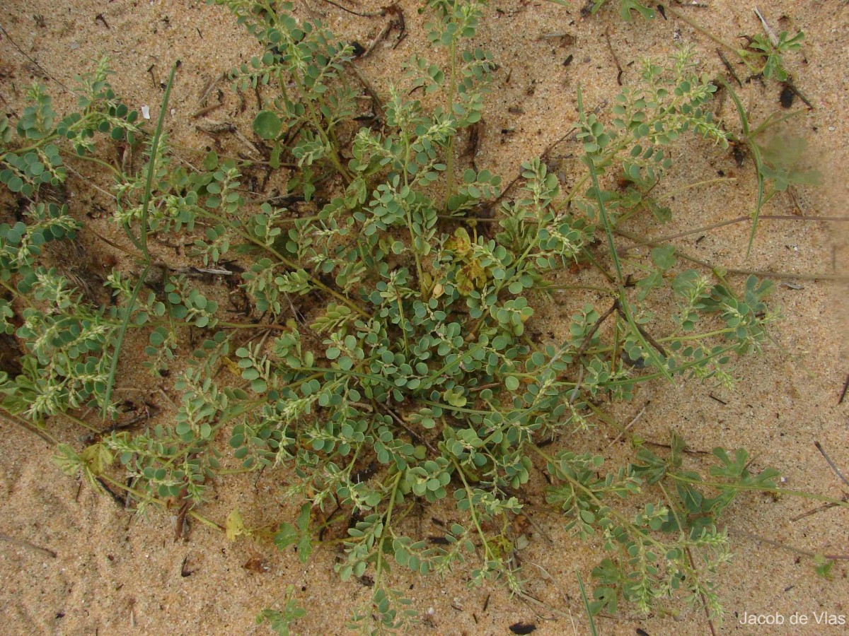 Phyllanthus rotundifolius J.G.Klein ex Willd.